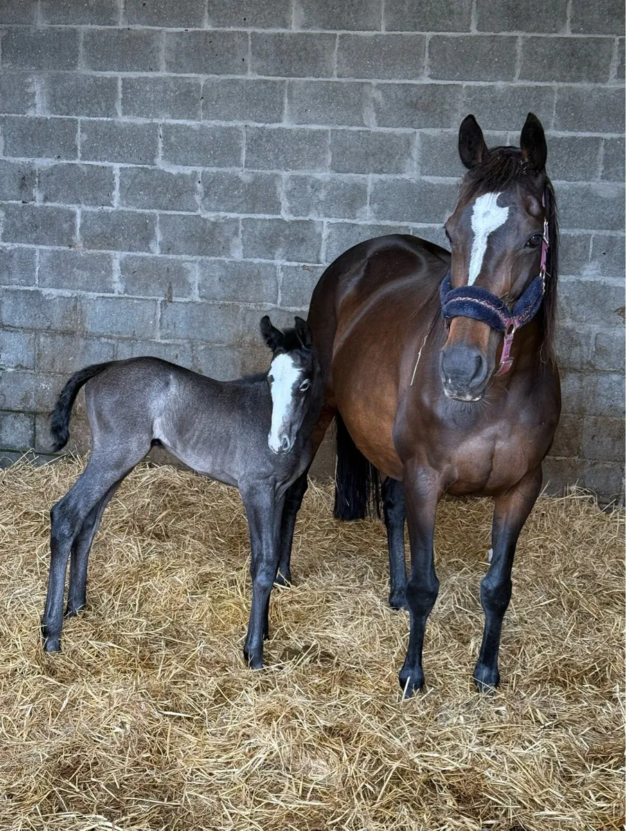 Yearling Sports Horse - Image 3