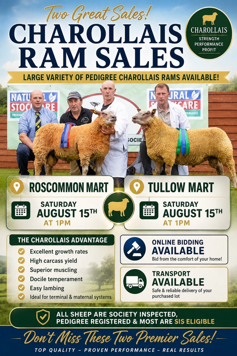 Charollais ram sales