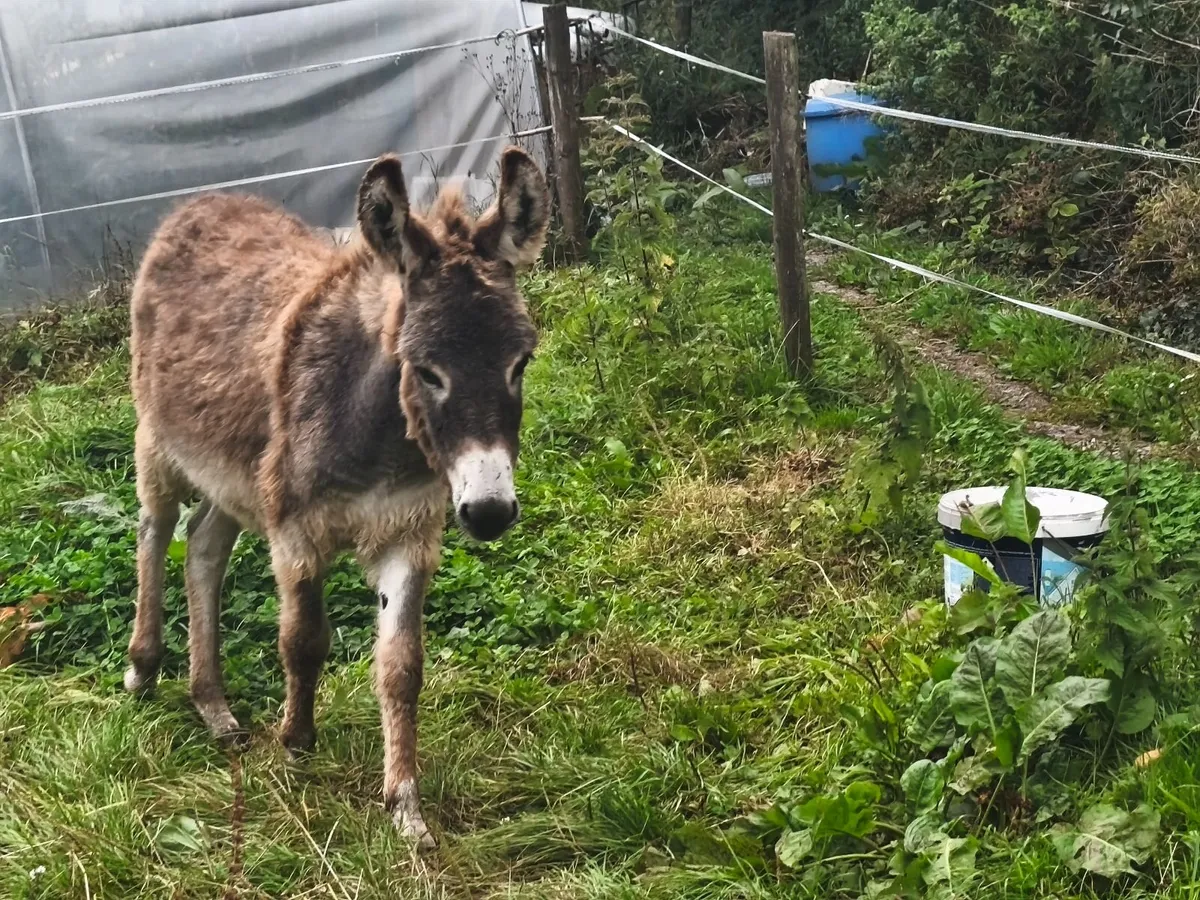 Female Donkeys and foal - Image 3