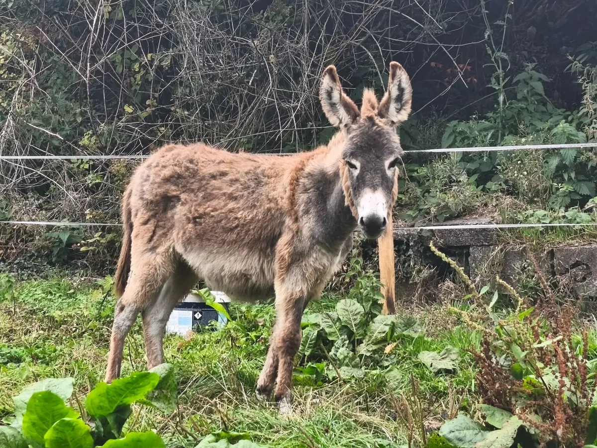 Female Donkeys and foal - Image 4