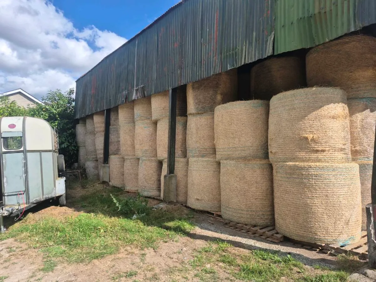 Hay - Image 2