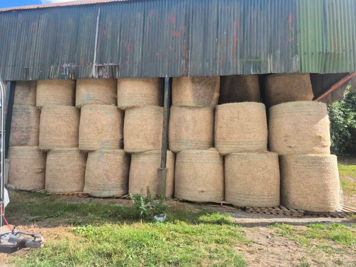 Hay - Image 3