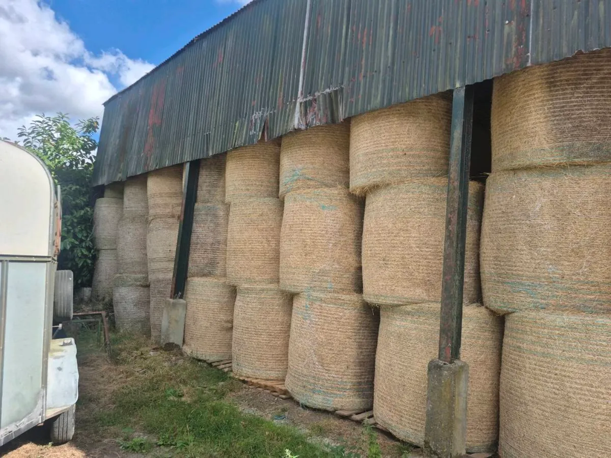 Hay - Image 4
