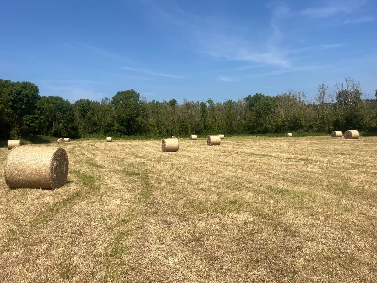 Hay and silage - Image 2