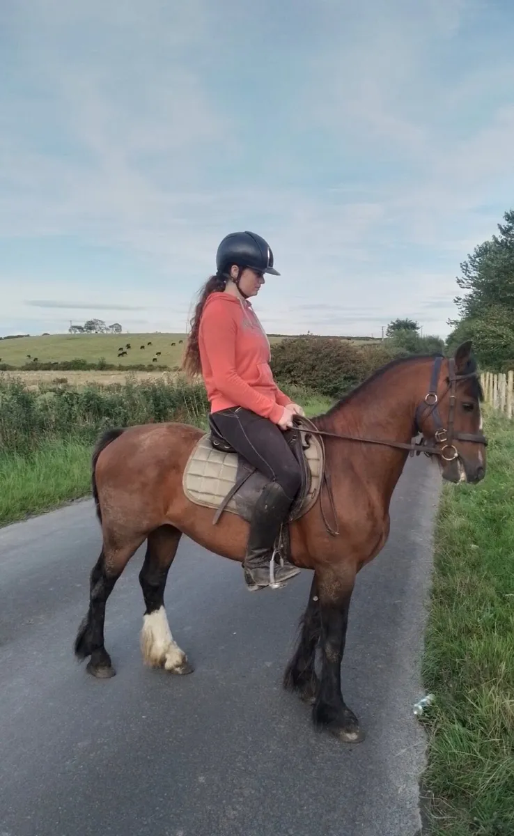 136cm 5yo bay gelding - Image 2