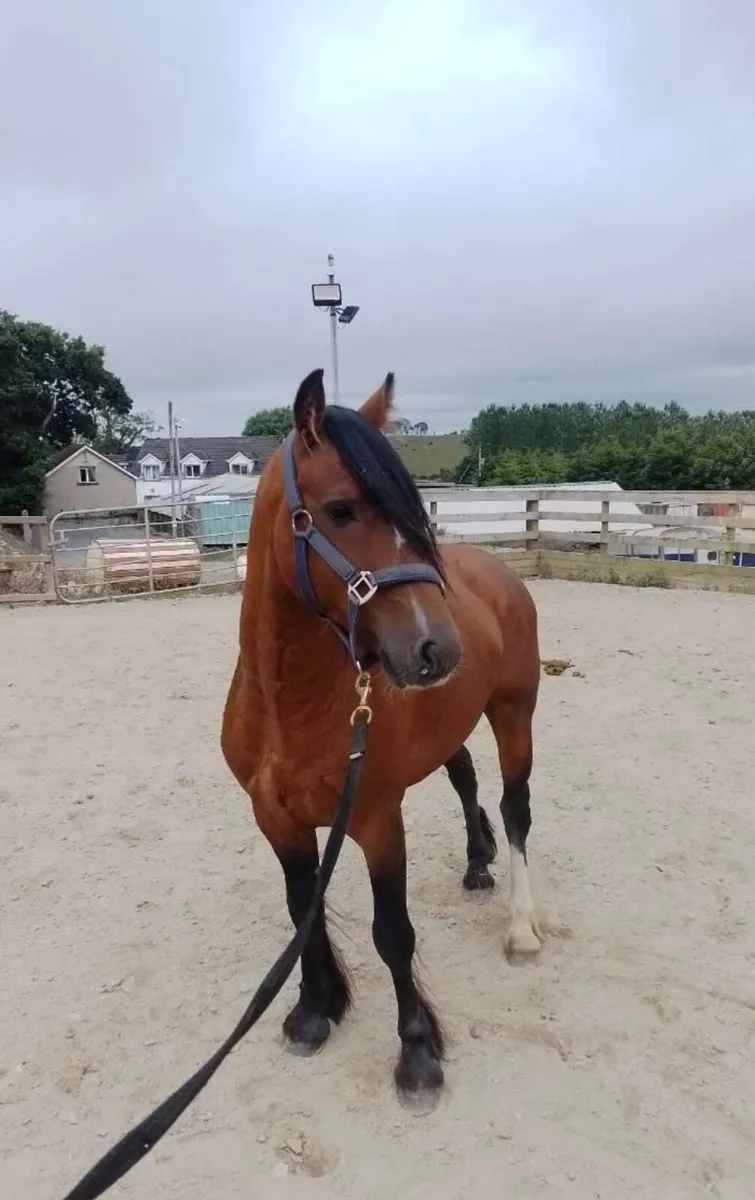 136cm 5yo bay gelding - Image 3