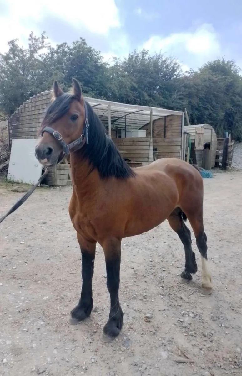 136cm 5yo bay gelding - Image 4