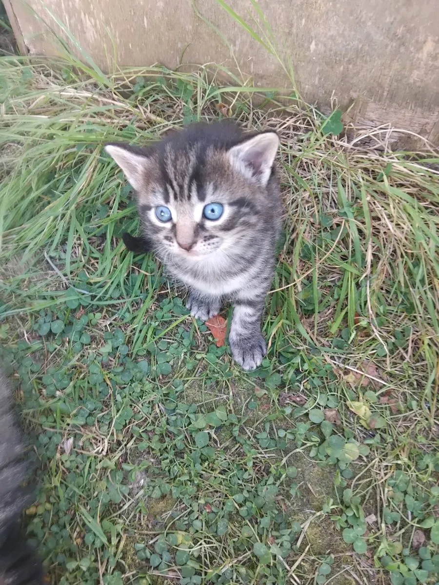 Kittens - Image 1