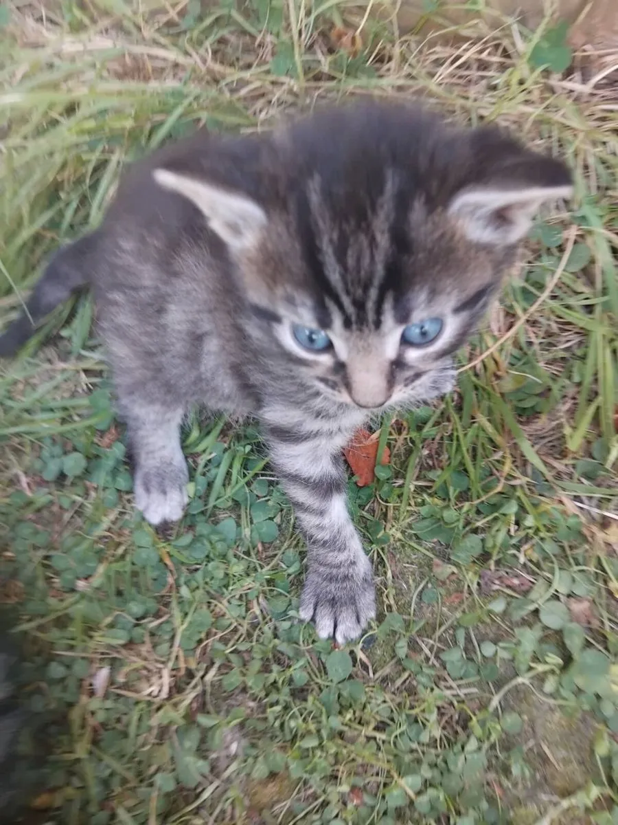 Kittens - Image 2