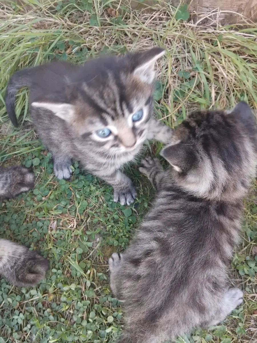 Kittens - Image 3