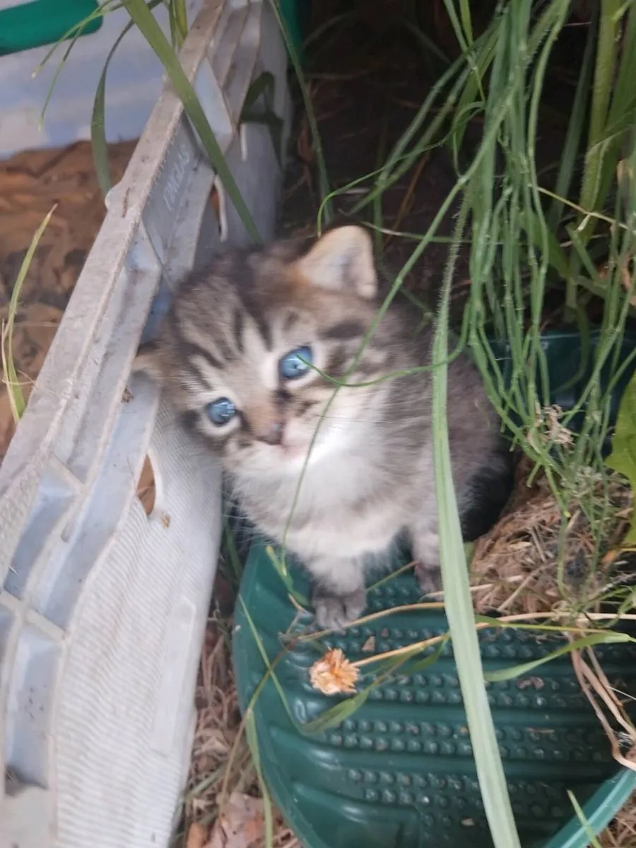 Kittens - Image 4