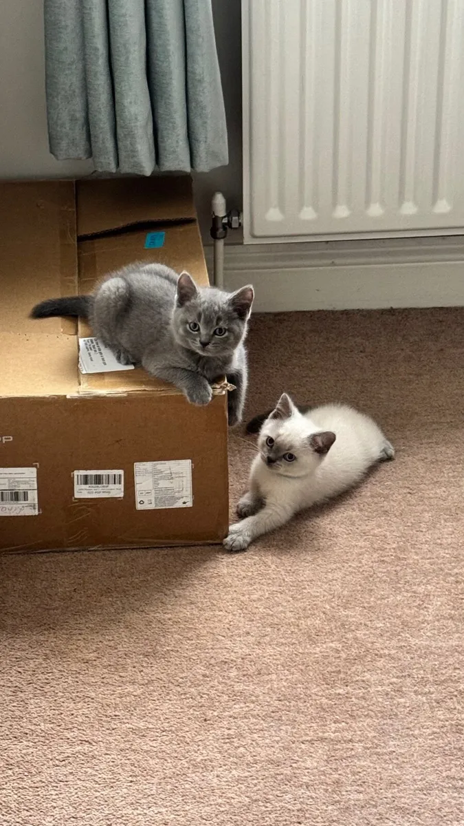 British shorthair kittens - Image 1