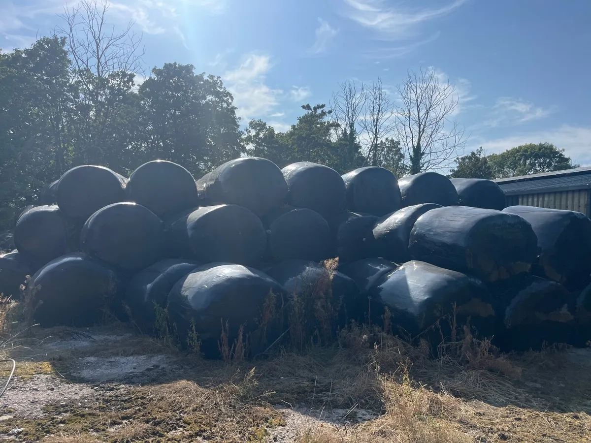 Hay and silage - Image 3