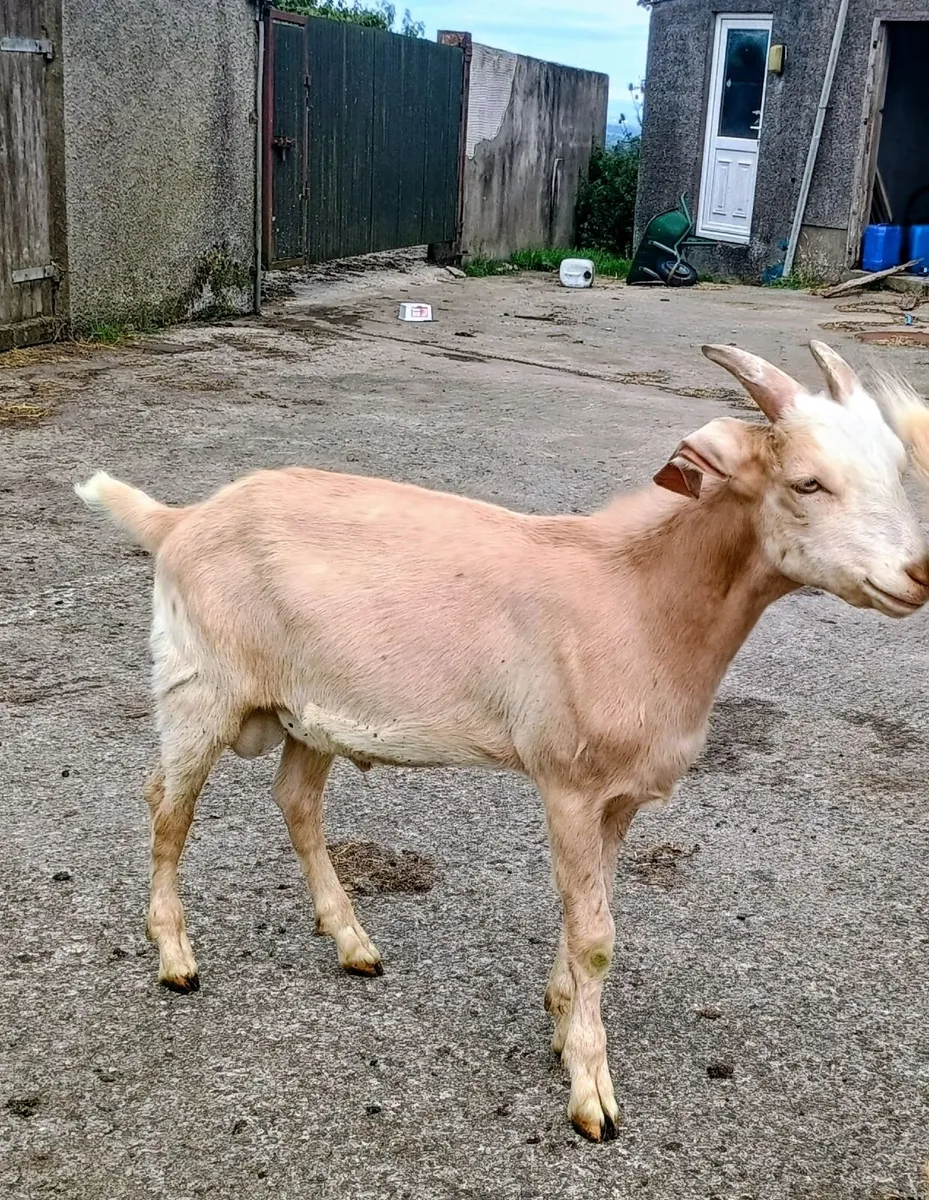 Male Kid Goat - Image 2