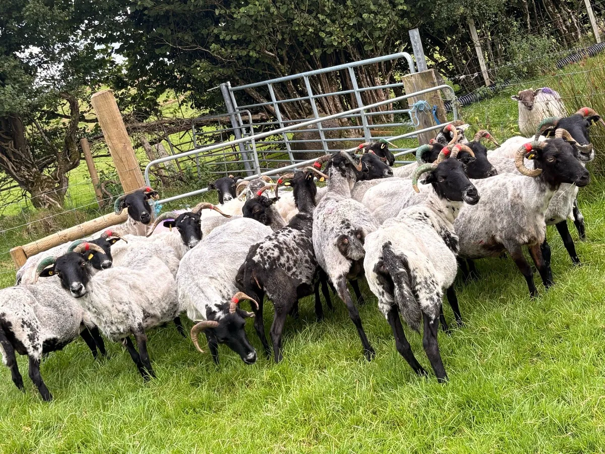 Horned ewes - Image 1