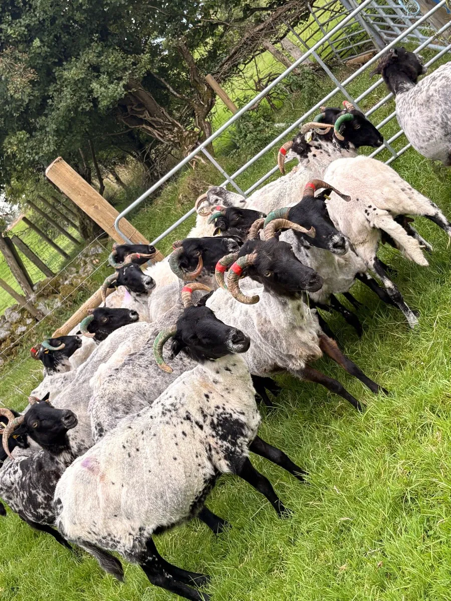Horned ewes - Image 3