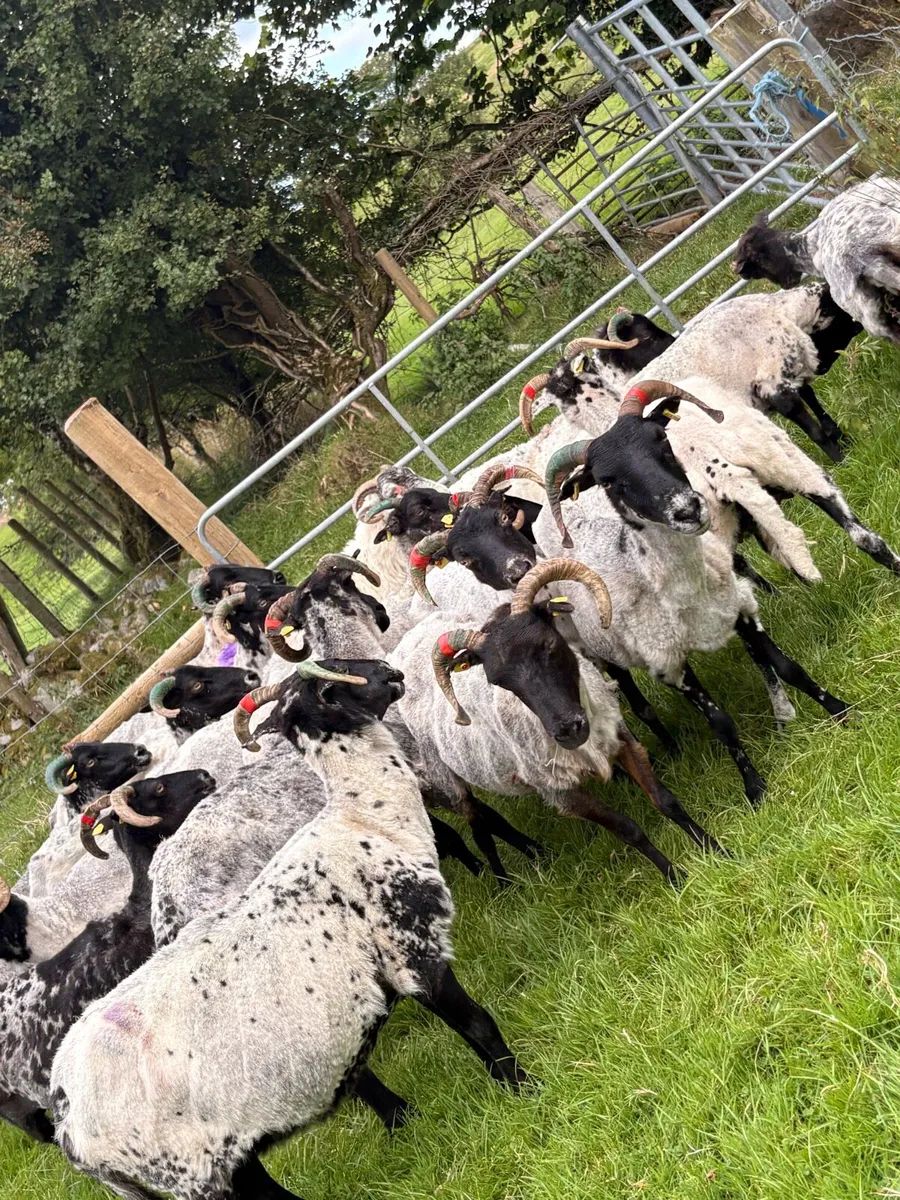 Horned ewes - Image 2