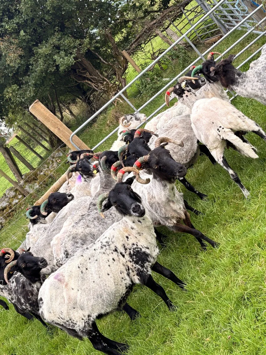 Horned ewes - Image 4