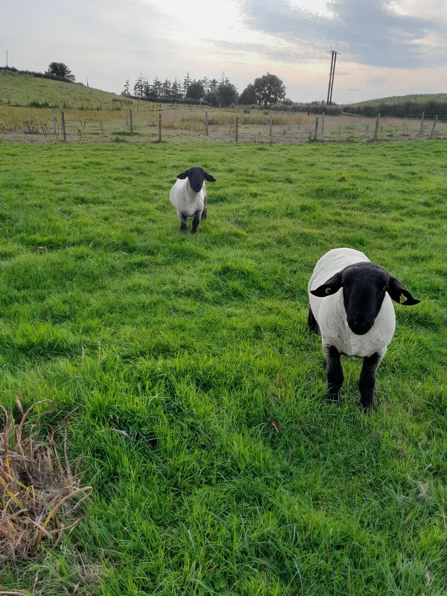 Rams - Image 1