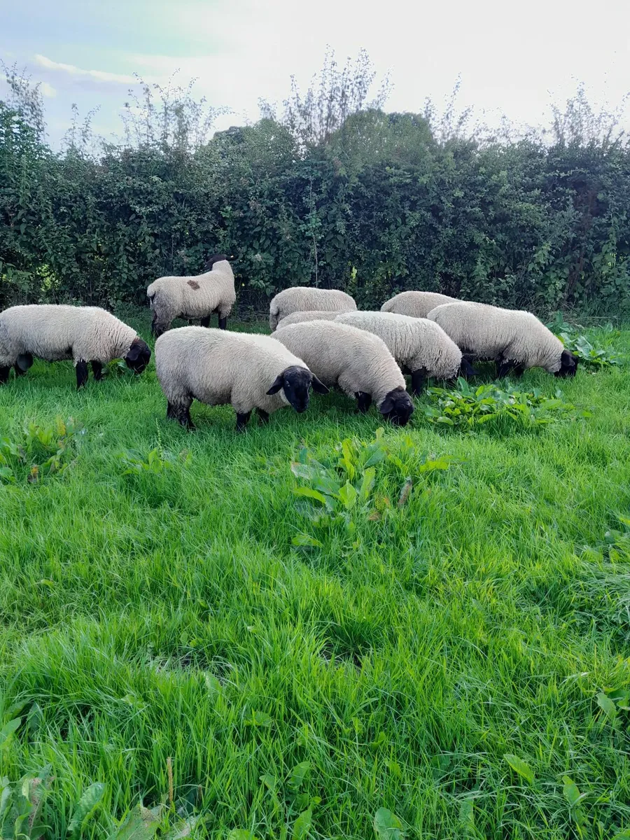 Rams - Image 2
