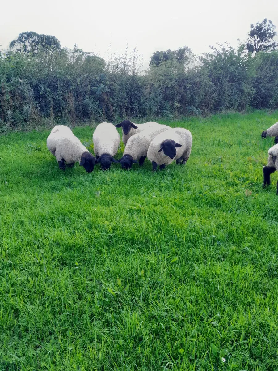 Rams - Image 4