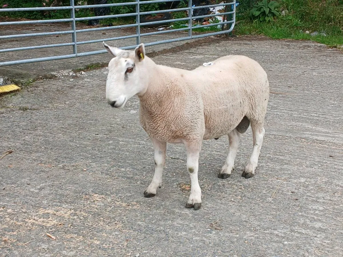 Ram Cheviot cross blue leister hogget ram - Image 2