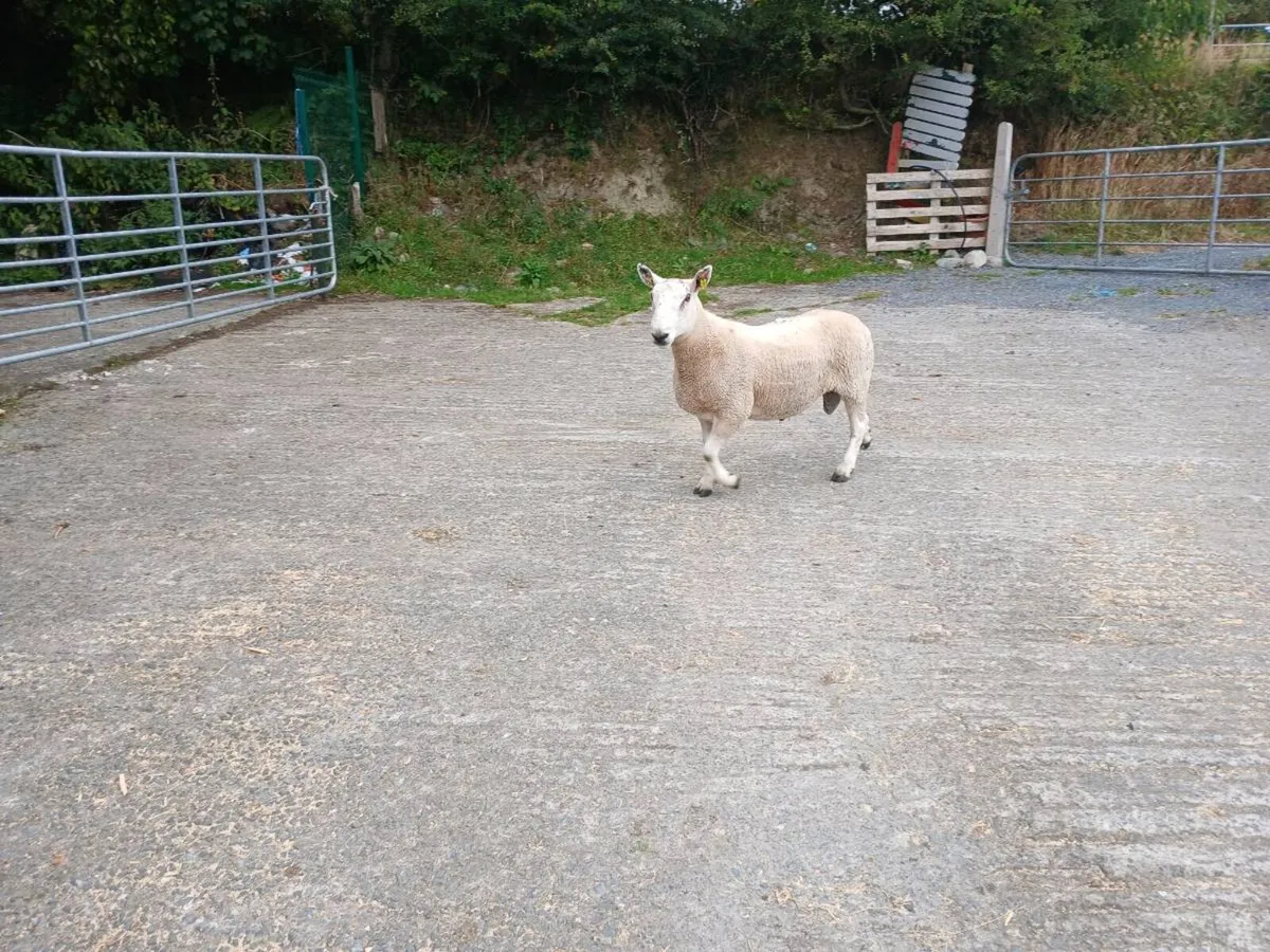 Ram Cheviot cross blue leister hogget ram - Image 4