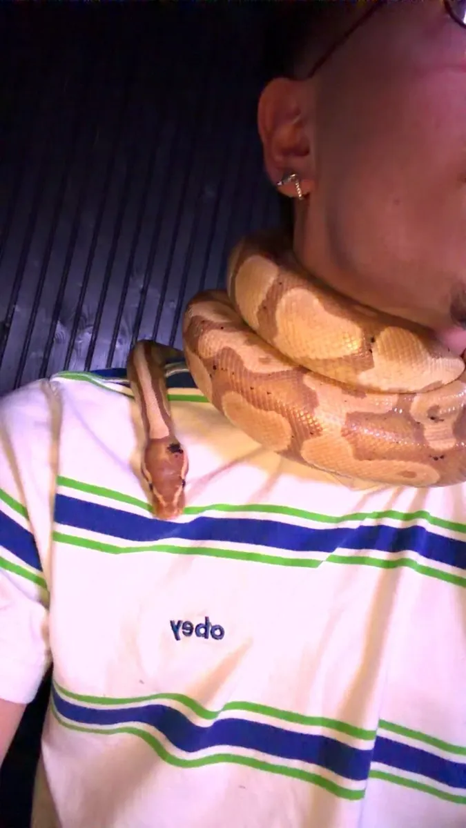 Banana Ball Python + Setup - Image 1