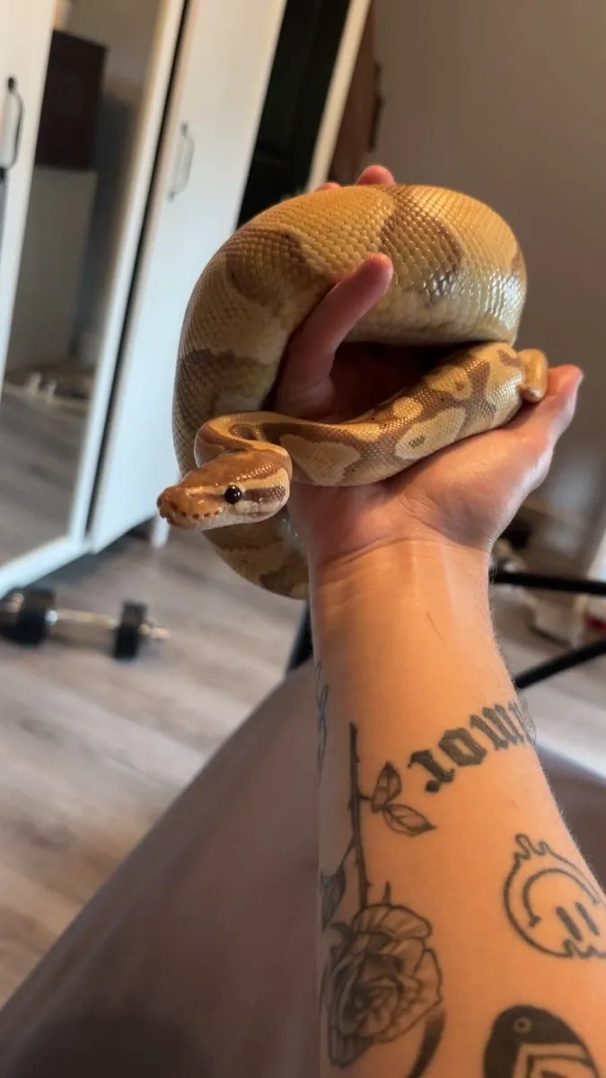 Banana Ball Python + Setup - Image 2