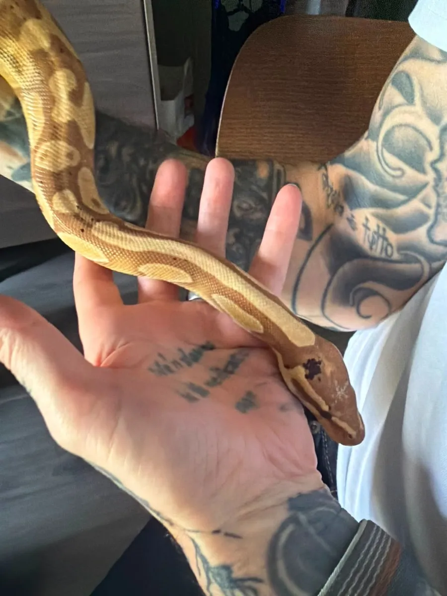 Banana Ball Python + Setup - Image 3