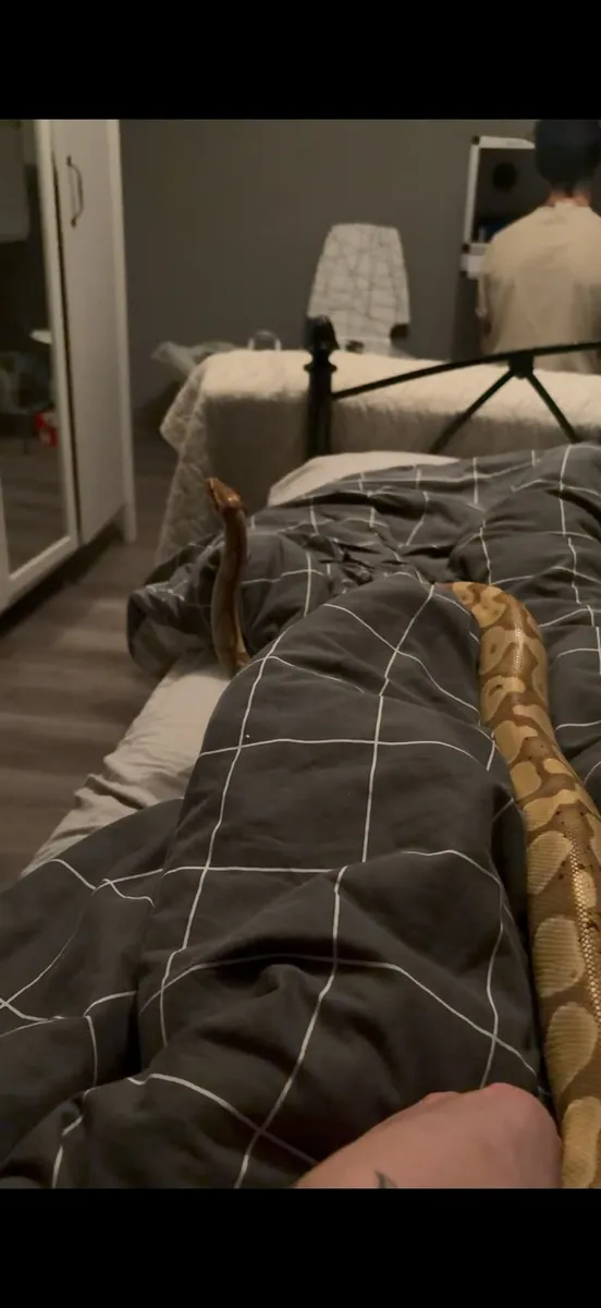 Banana Ball Python + Setup - Image 4