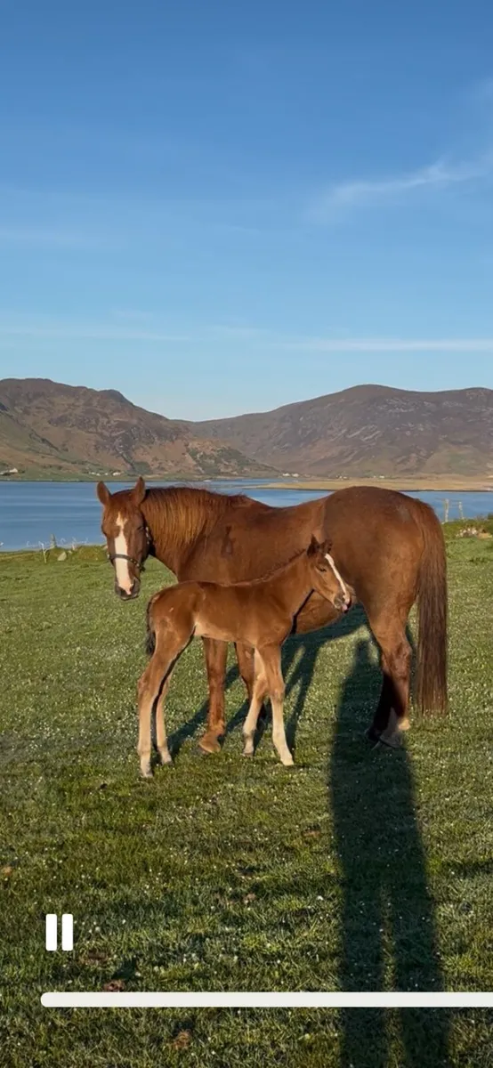 Purebred Irish Draught Team - Image 1