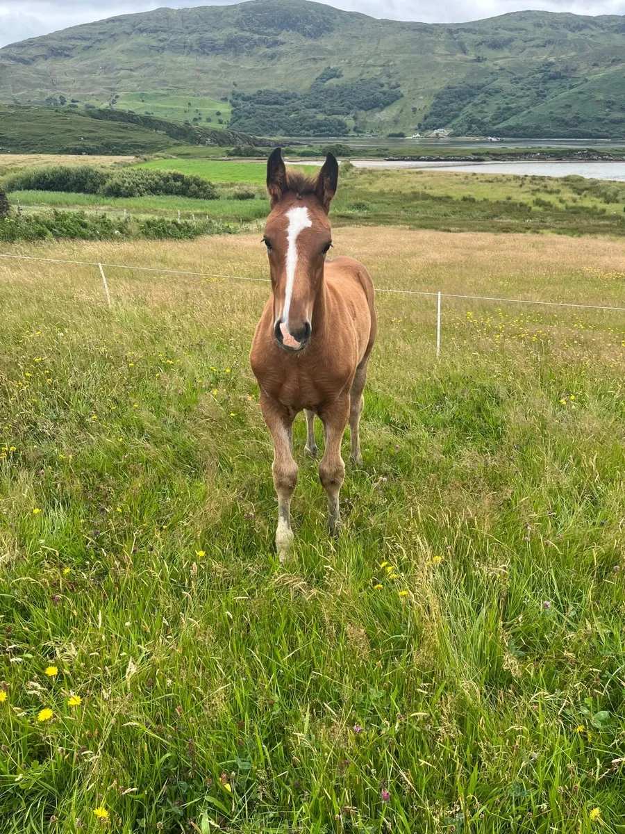 Purebred Irish Draught Team - Image 3