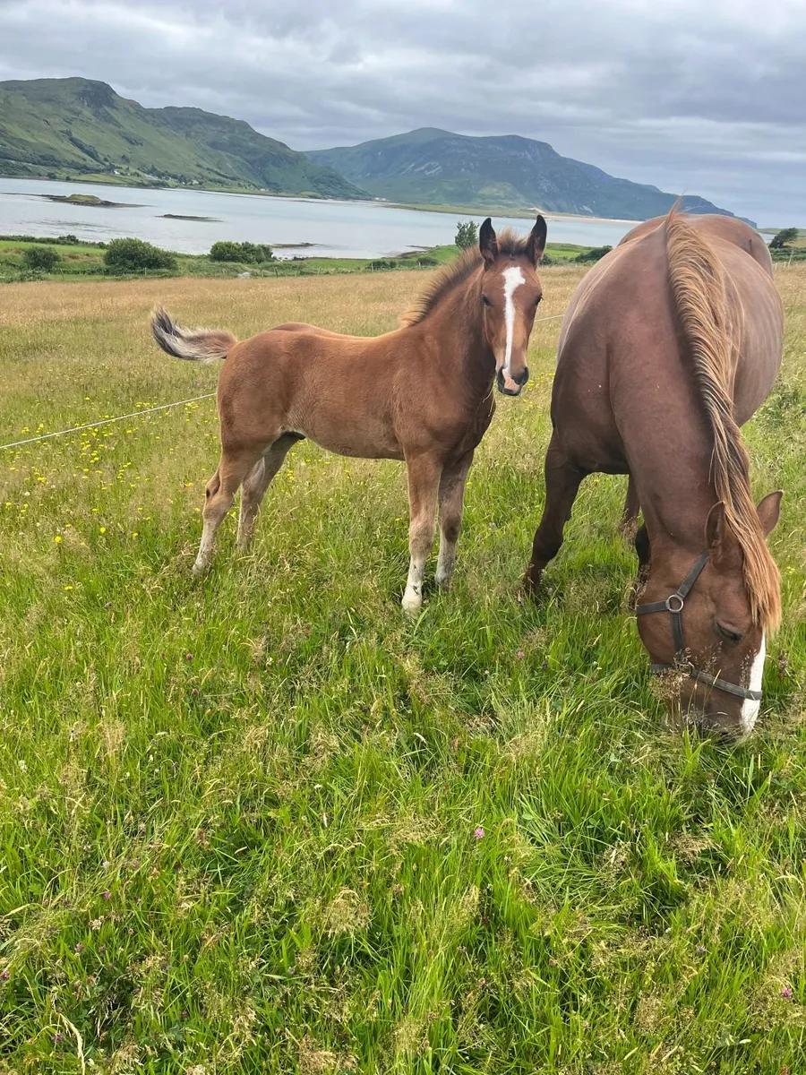 Purebred Irish Draught Team - Image 4