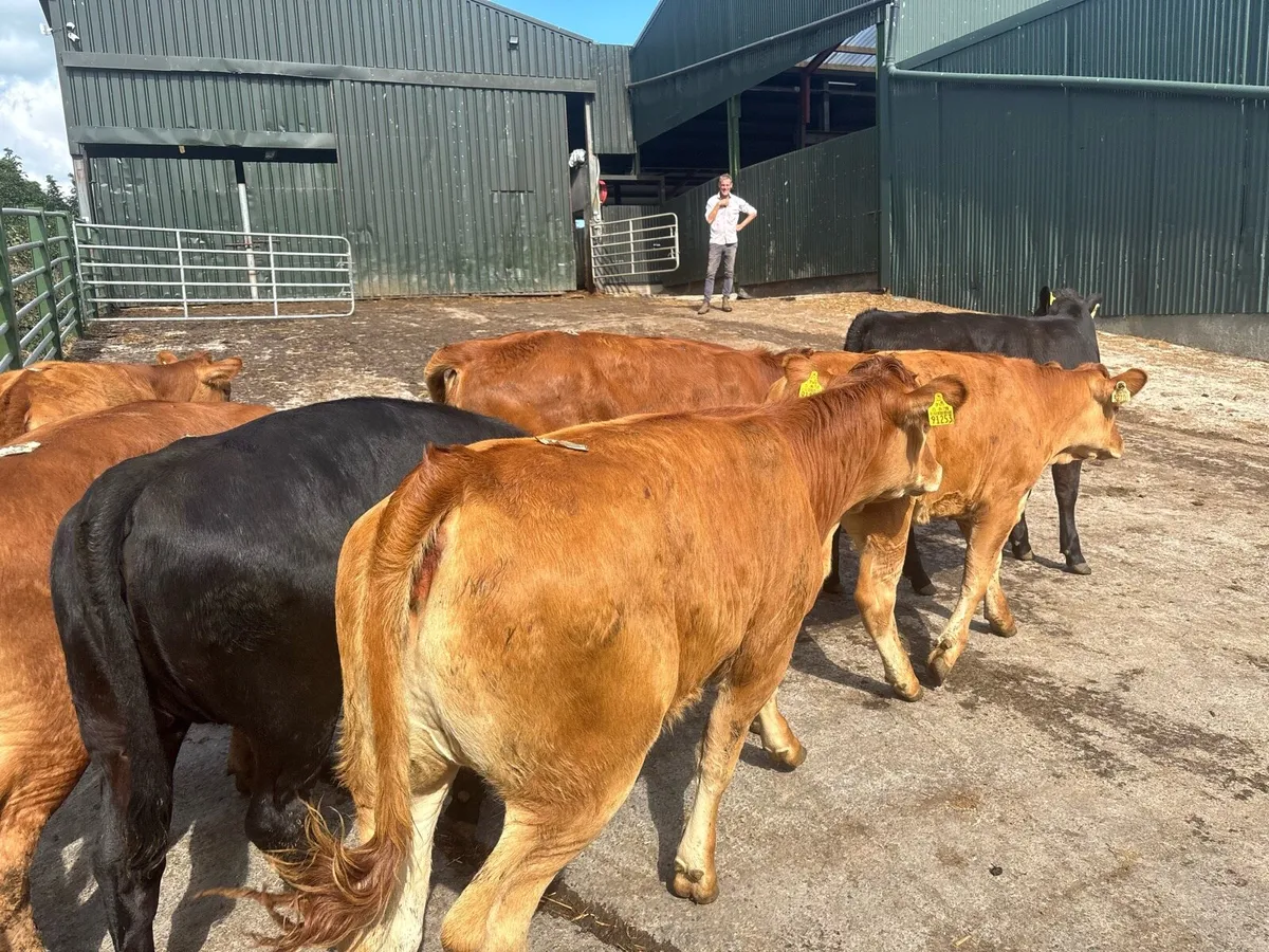 10 super limosin weanling heifers - Image 2