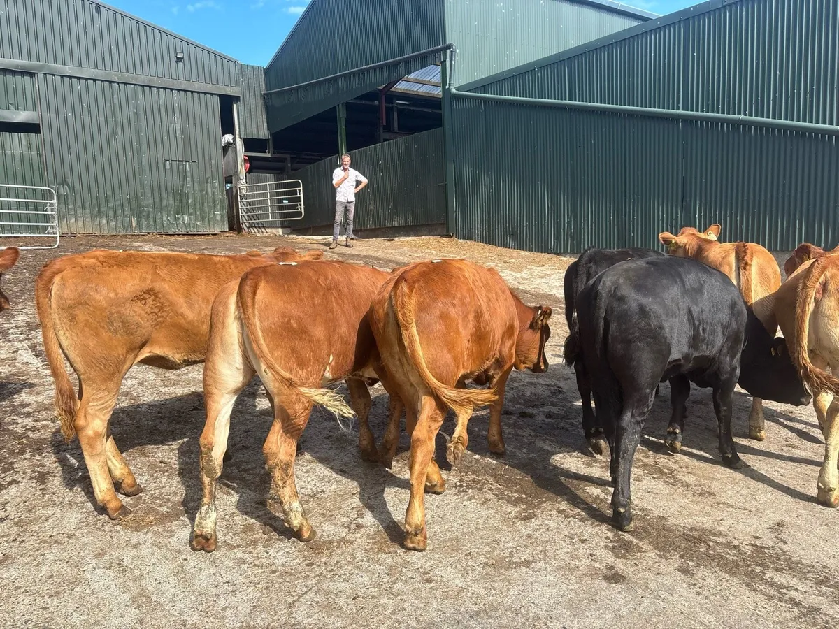 10 super limosin weanling heifers - Image 3