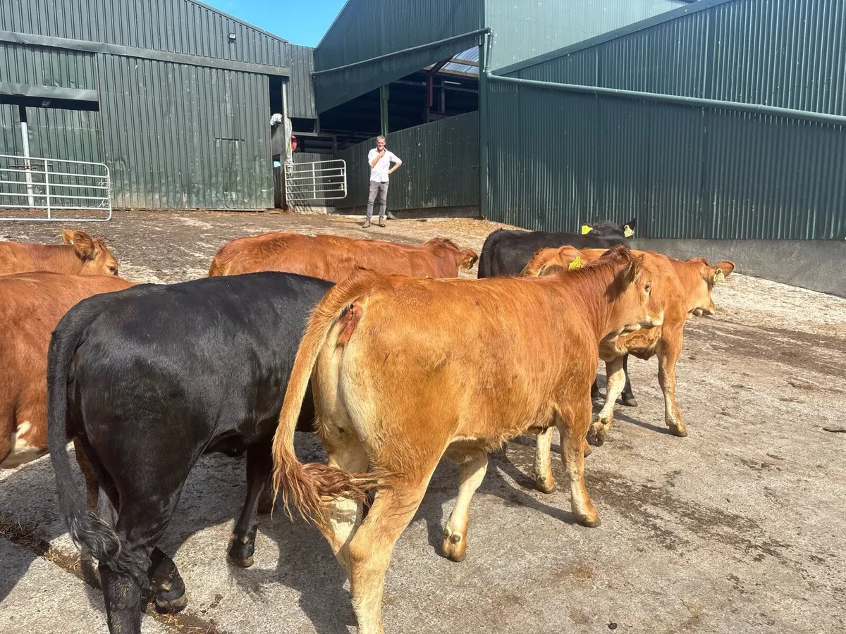 10 super limosin weanling heifers - Image 4