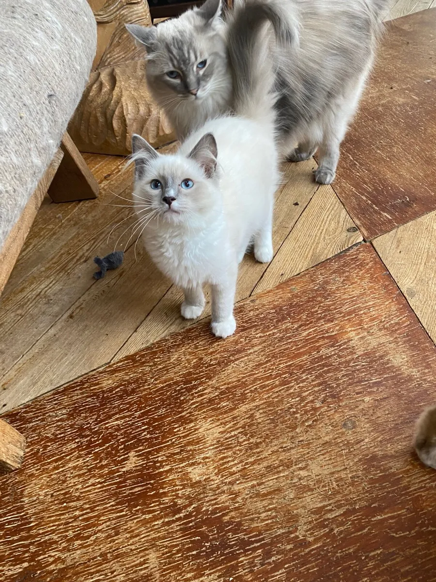 Ragdoll kittens GCCFI registered - Image 4