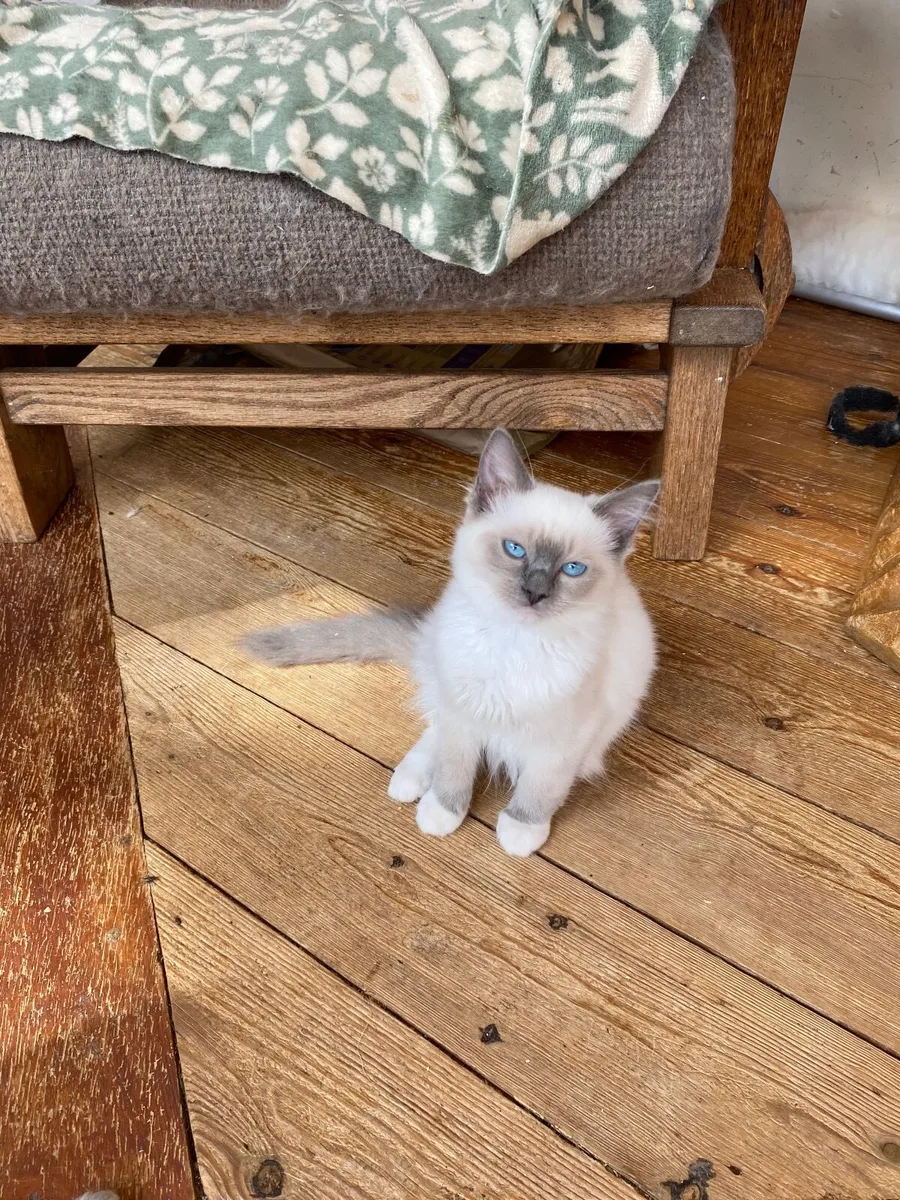 Ragdoll kittens GCCFI registered - Image 1