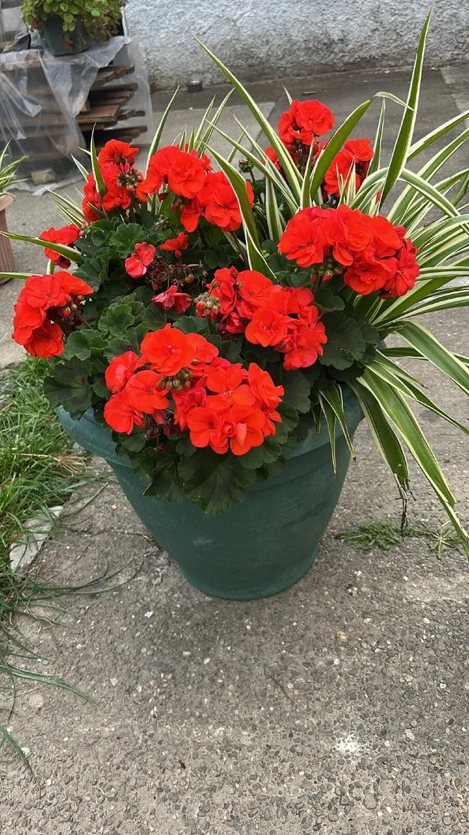 Plant - Image 1