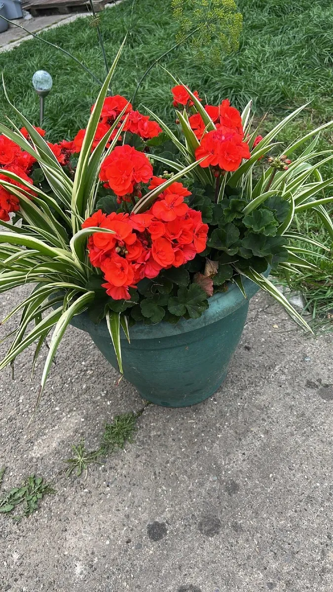 Plant - Image 2