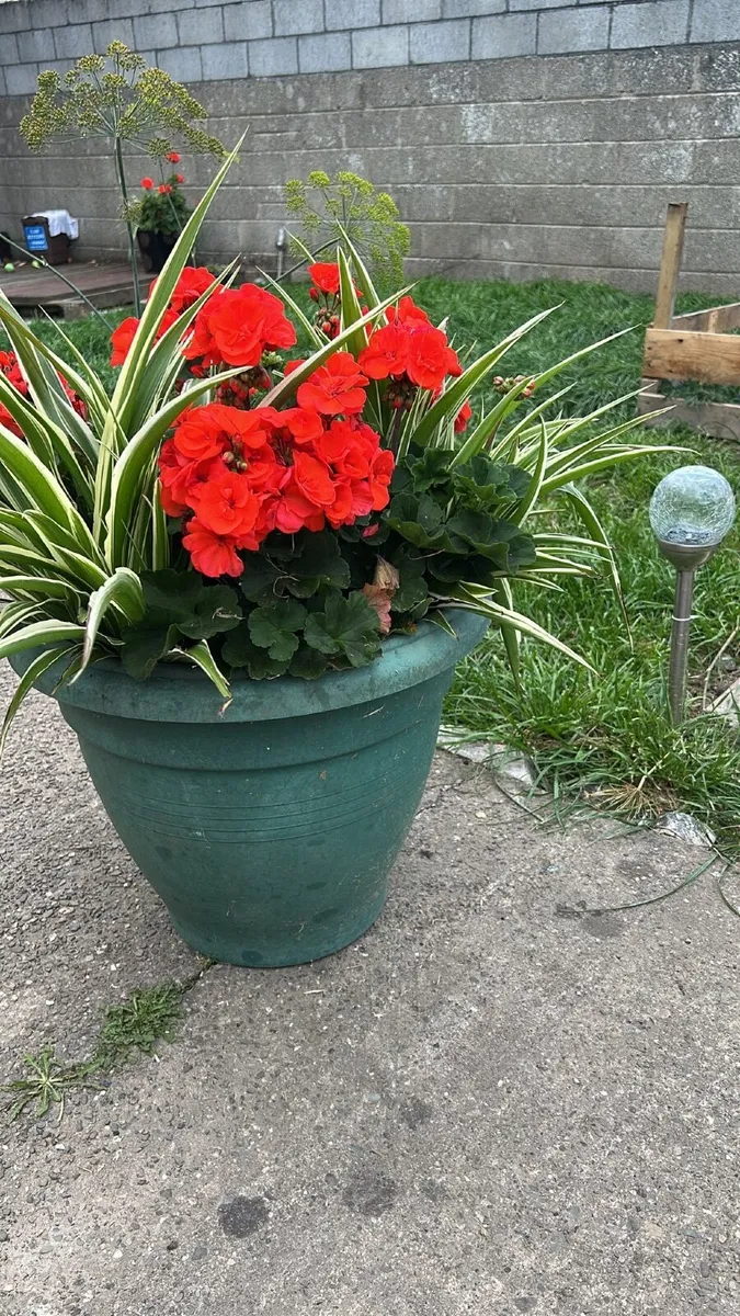 Plant - Image 3