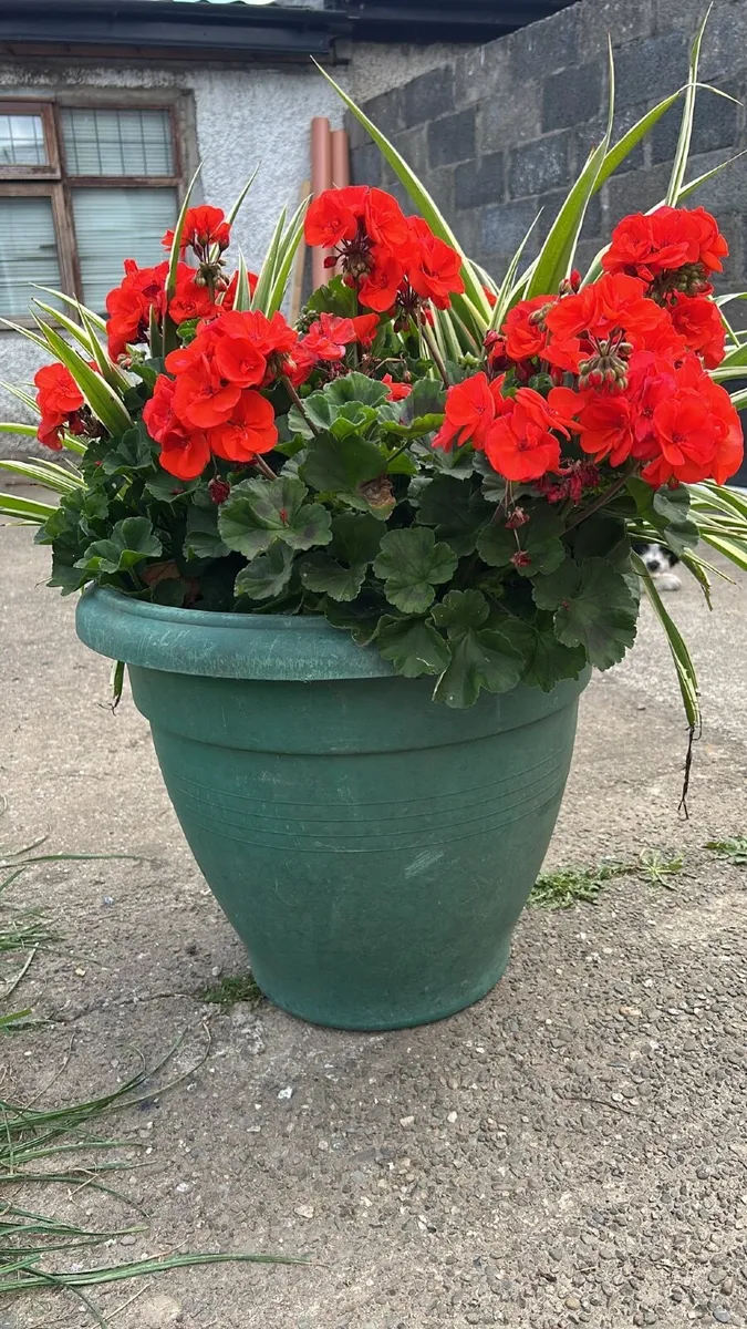 Plant - Image 4