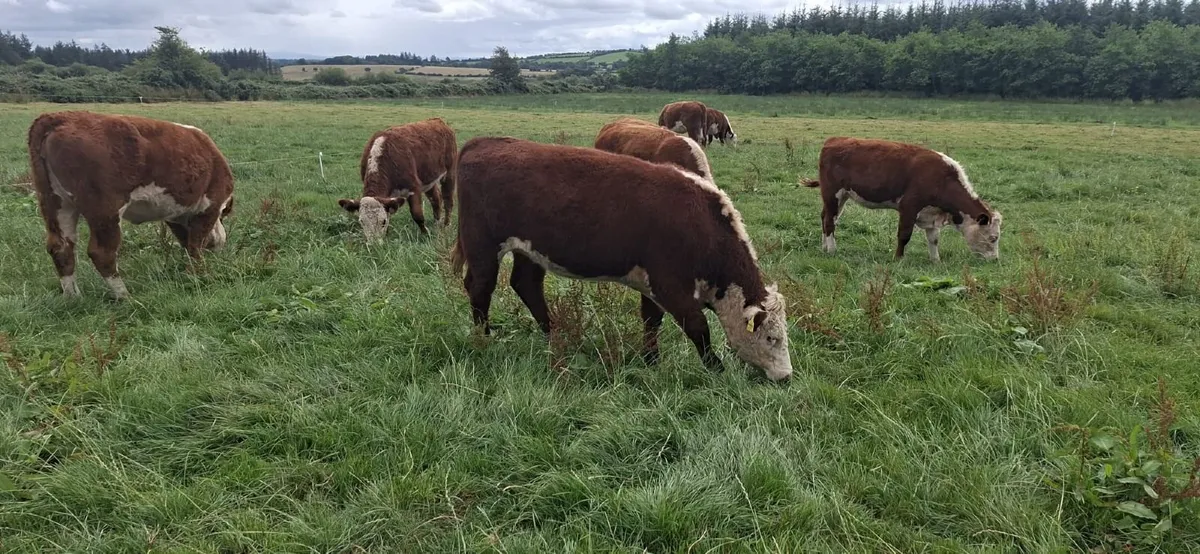Hereford heifers - Image 3