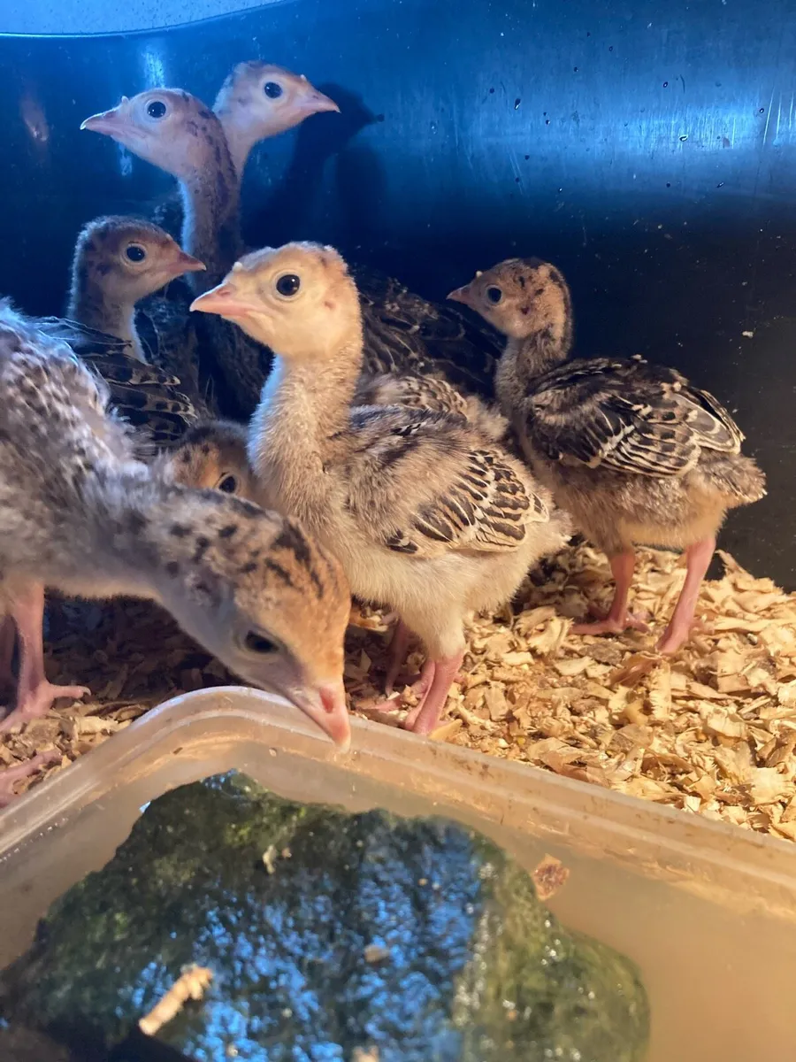 Turkey chicks - Image 1