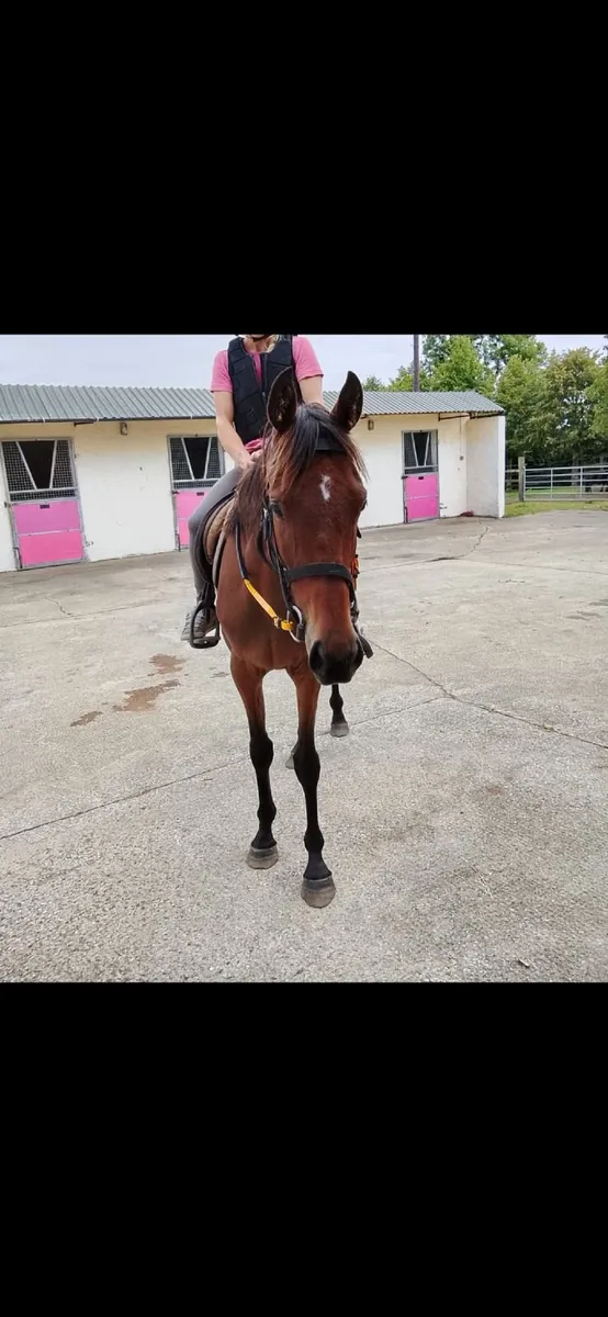 Bay gelding - Image 1