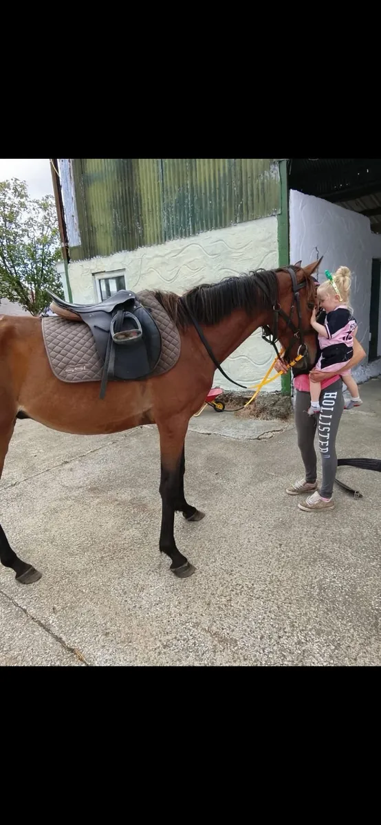 Bay gelding - Image 2