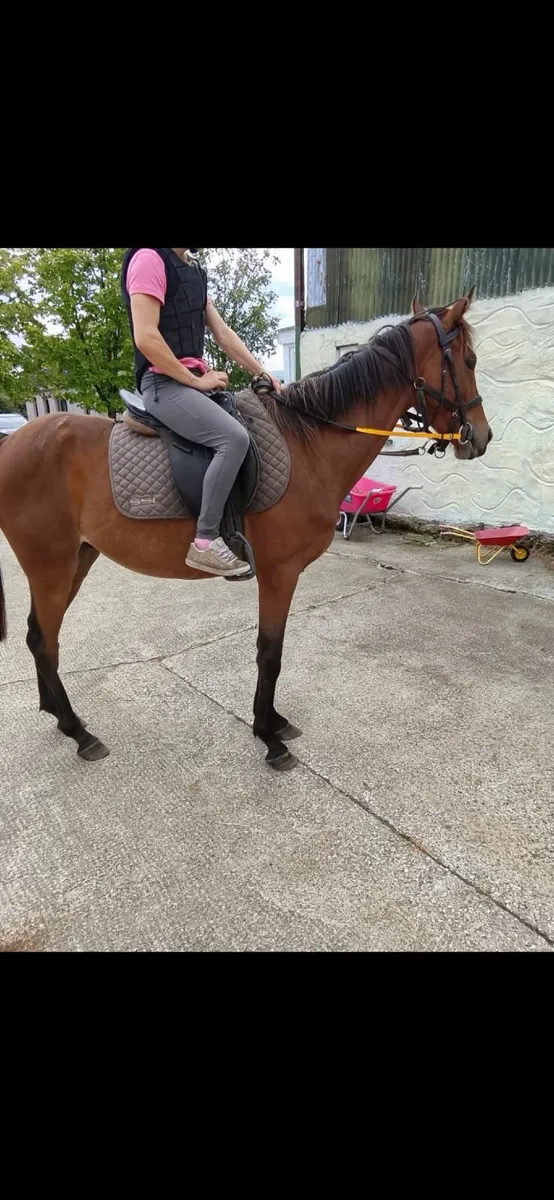Bay gelding - Image 3