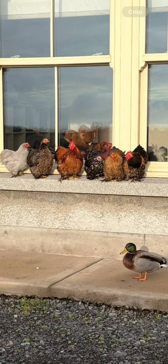 Bantam chicks need new home - Image 1