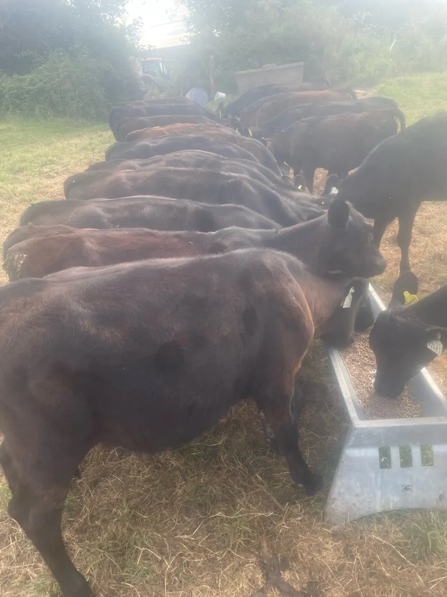 AA heifers - Image 1